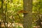 Shelf or Bracket Fungus on Tree