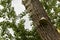 Shelf fungi or bracket mushroom on the trunk of a tree