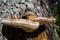 Shelf fungi with water drops on a tree trunk