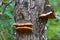 Shelf Fungus on a Wisconsin tree