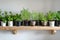shelf lined with babysafe plant pots and herbs