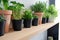 shelf lined with babysafe plant pots and herbs