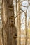 Shelf Mushroom Fungus on Dead Tree