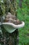 Shelf Mushroom growing on Lichen covered tree