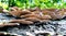 Shelf mushrooms grow on a downed log