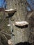 Shelf mushrooms on tree