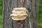 Shelf mushrooms on a tree