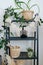 Shelf stand full of plants in ceramic and wicker pots in a bright room at home