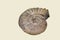 The shell of ammonite ammonitoceras Latin: Ammonitoceras sp. is isolated on a white background. Paleontology