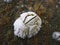 A shell of Balanus balanus barnacle