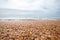 Shell beach of the black sea in the Vityazevo area. anapa. Focus on shells