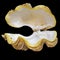The Shell of the Bivalve Marine Mollusk Tridacna Latin Name With Open Valves. Cut On Black Background