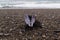 Shell butterfly in the sea grass on the sand