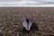 Shell butterfly on the shore