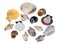 Shell collection