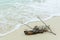 Shell ,coral, branch and coconut on beach