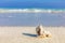 Shell, coral reef on sandy tropical beach in Maldives