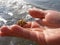 shell with a crab in the palm of the hand