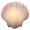 shell decoration natural top view beach summer sale promotion natural sea shell oyster decoration