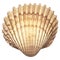 shell decoration natural top view beach summer sale promotion natural sea shell oyster decoration