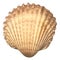 shell decoration natural top view beach summer sale promotion natural sea shell oyster decoration