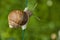 Shell details from a moving escargot