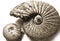 Shell (fossilized ammonite)