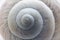 Shell of a grape snail close-up.