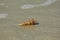 Shell with hermit crab on sand