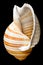 Shell isolated