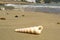 The shell lies on the sand on the beach with waves. Copy space