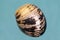 The shell of the mollusk Haliotis cracherodi Latin Haliotis cracherodii with a beautiful silver-pearl and ern on a blue backgrou