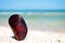 Shell mussel lies on the sand on a background of blue sea and blue sky summer vacation