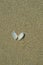 Shell open like a butterfly on the sand