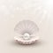 Shell with pearl inside on abstract background