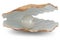 Shell with pearl inside. Natural open pearl shell. 3D illustration