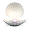 Shell pearl on a white