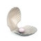 Shell pearl on white background.