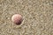 Shell of pecten ponticus on sand