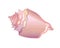 Shell Rapana. Mother of pearl soft pink seashell. Ocean clam in a shining pink shell - vector full color picture.