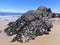 Shell rock on sea rocks, black mussels on the coast of the Atlantic