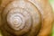 Shell\'s spiral