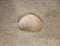 Shell on Sand