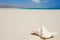 A shell on the sand dunes in Aomak beach, Socotra Island, Yemen