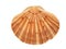 Shell of the scallop (Pecten meridionalis) on white background