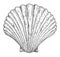 Shell scallop. Vintage monochrome black engraving isolated on white