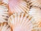 Shell scallops background