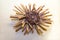 The shell of the sea urchin Heterocentrotus Latin: Heterocentrotus trigonarius with sharp needles in a stripe