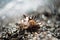 Shell, seashell on pebble. Defocused, blurry beach. Outdoor