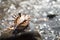 Shell, seashell on pebble. Defocused, blurry beach. Outdoor